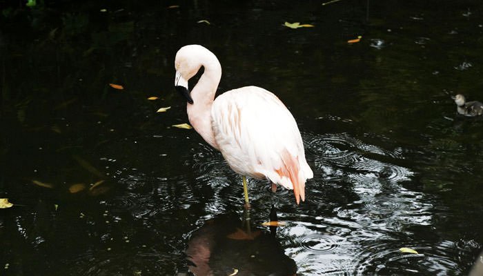Kella and Oggy's Wedding Photographed at Corpus Christi Church and The Roof Gardens in London 3