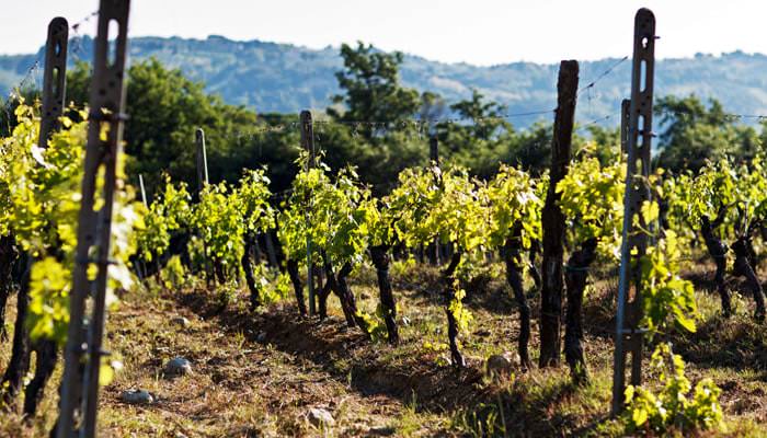 Photograph taken at Wedding of Italian Vines