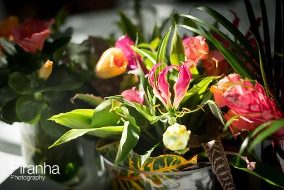 Photography of Anniversary Party at the Orangery, Holland Park 2 Tropical flowers in the Orangery